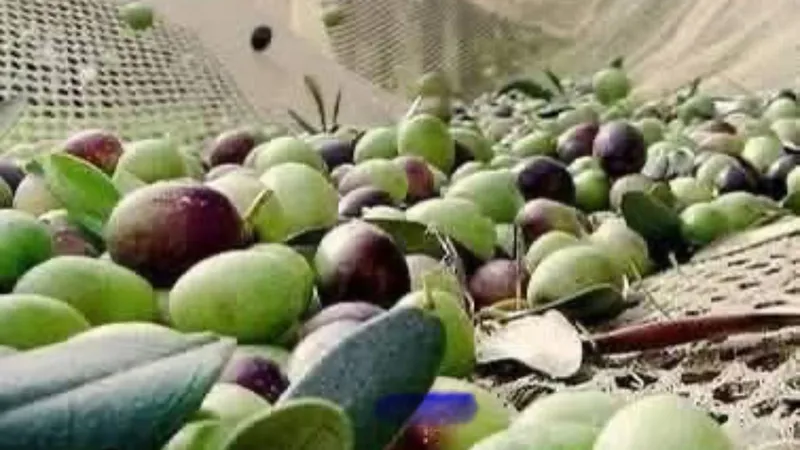 Zeytin dökülmelerine dikkat!