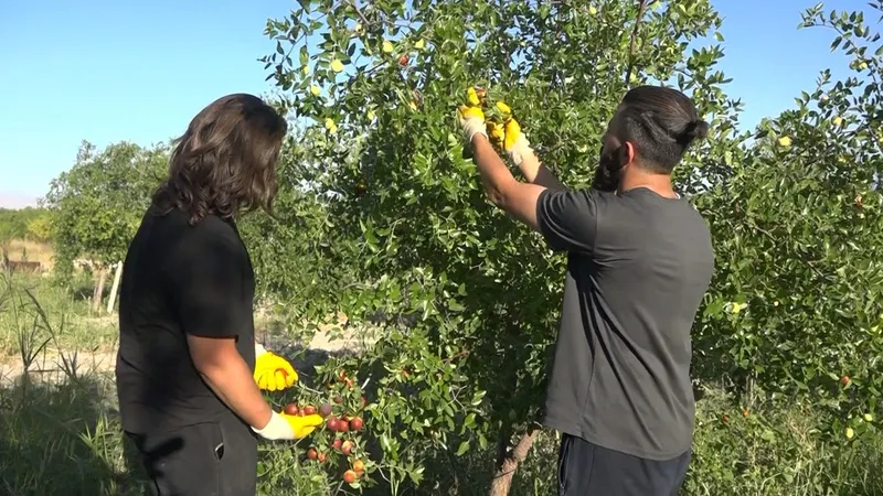Tek ağaçla başladı, 8 dönümde Hünnap üreticisi oldu