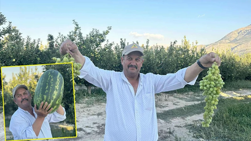 Senirkentli çiftçiler dev karpuzlarla rekor kırıyor