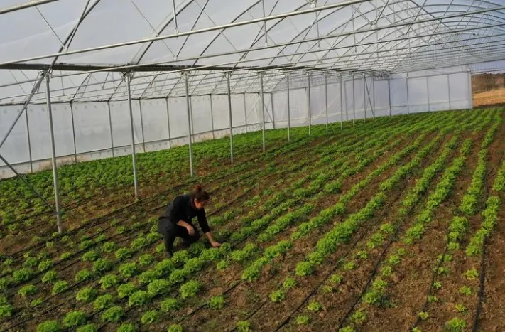 Kocaeli Büyükşehir, Çiftçilere Modern Sera Desteği Sunuyor