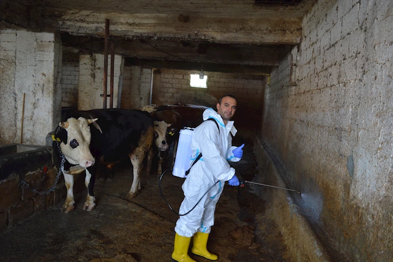 65 yıl sonra yeniden görülen Şap SAT-1’e karşı etkin mücadele