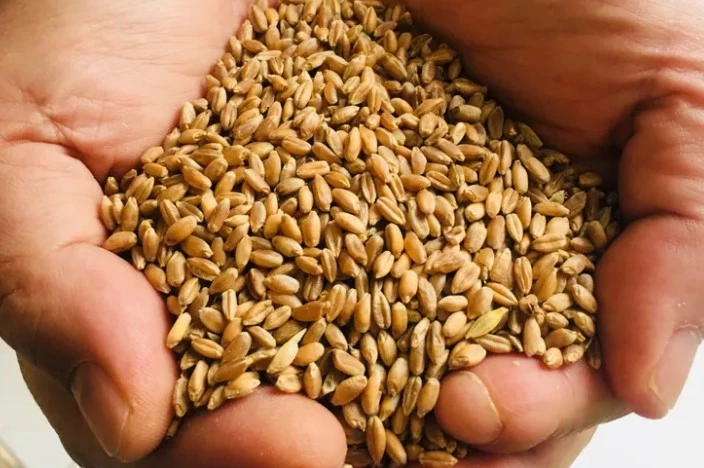 Muğla Milas’ta Üreticilere Karakılçık Buğday Tohumu Dağıtıldı